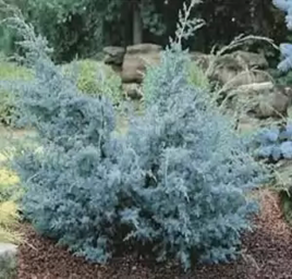        Juniperus chinensis  Blue Alps
